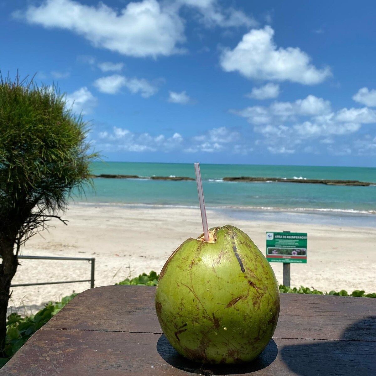 A green coconut with a straw on a wooden table at a beach with a clear sky and ocean in the background.