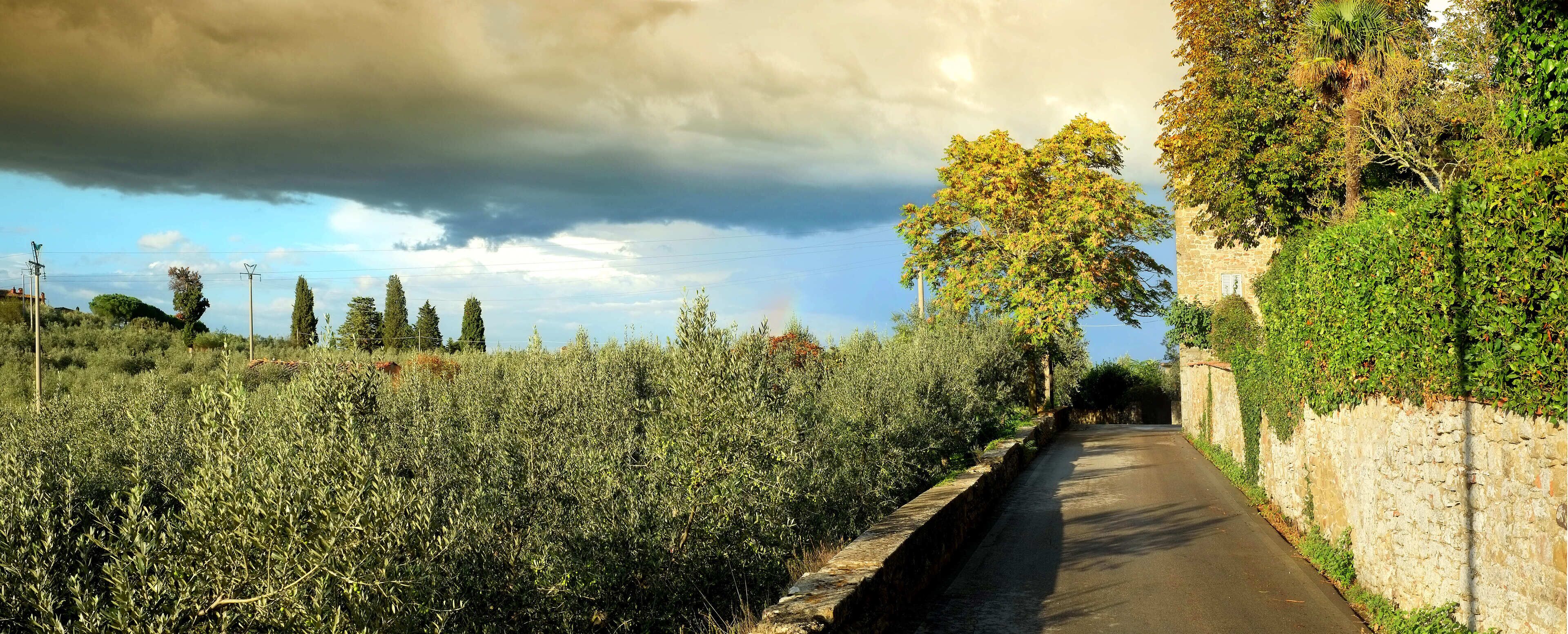 A narrow road flanked by dense vegetation and a stone wall.