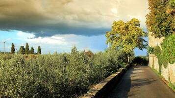 A narrow road flanked by dense vegetation and a stone wall.