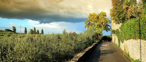 A narrow road flanked by dense vegetation and a stone wall.