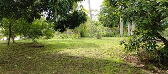 스톤 레이디 로지