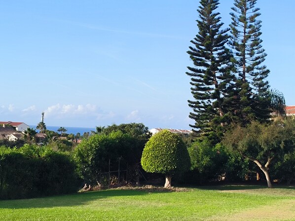 A grassy area with a large coniferous tree and a neatly trimmed bush.