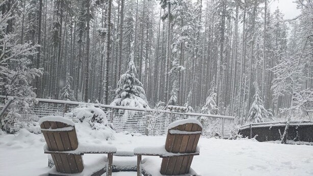 Un banco cubierto de nieve con un bosque al fondo.