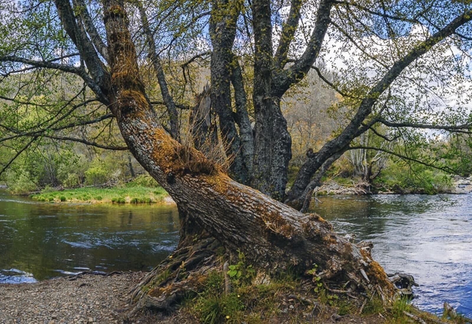 Un riu amb un tronc d'arbre caigut al primer pla.