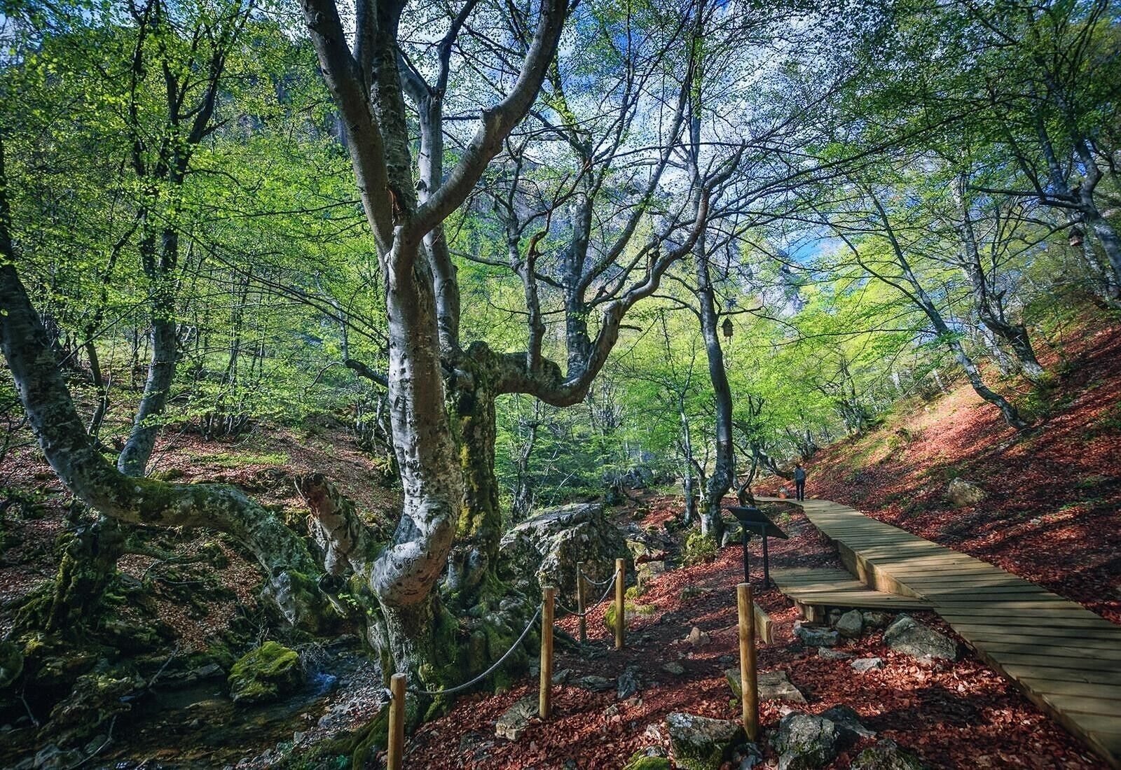 A wooden boardwalk through a forest with trees and rocks.