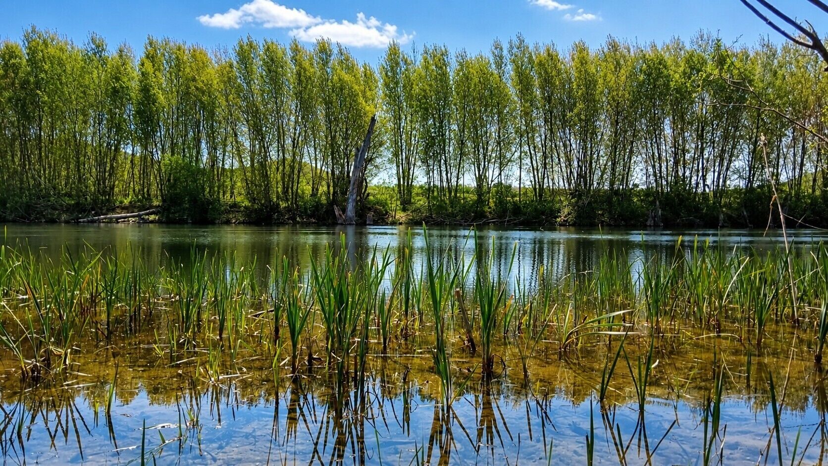Un lago tranquilo con altas hierbas y árboles reflejándose en el agua.