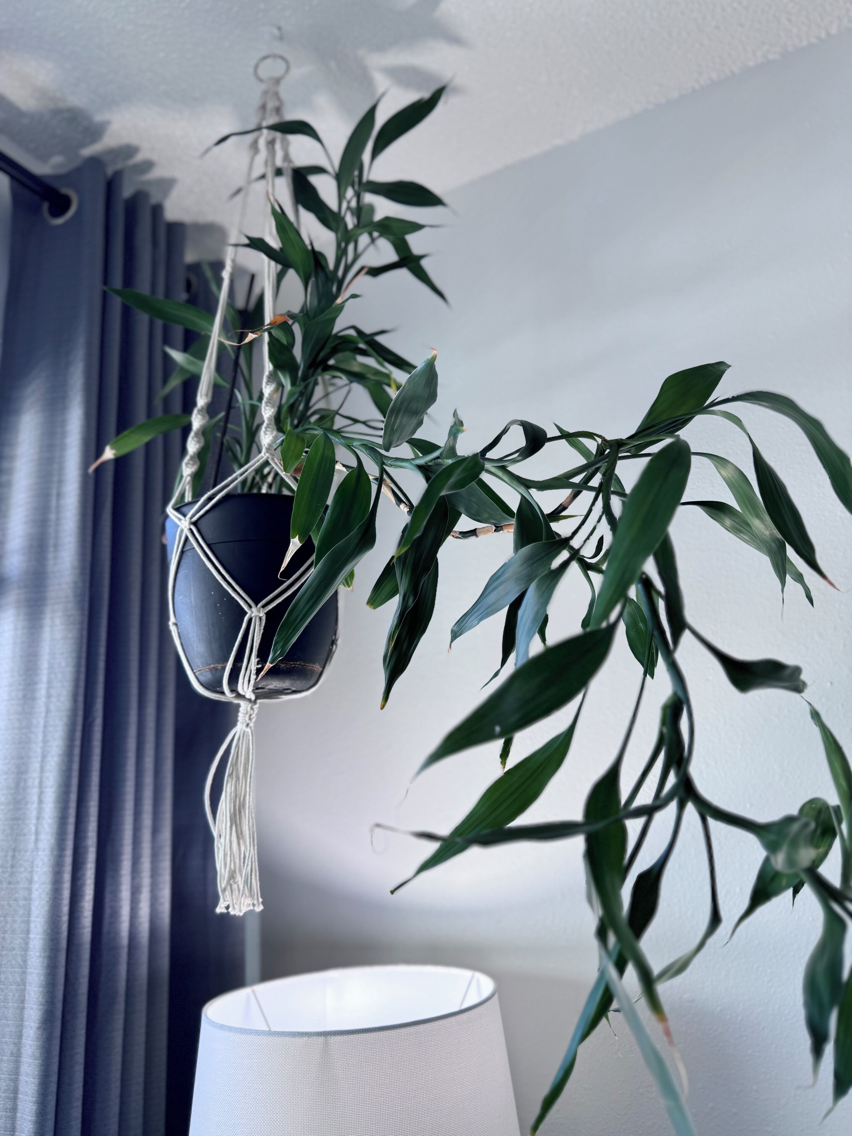 Una planta en maceta con un colgador de macramé, una lámpara blanca y una ventana con cortinas.