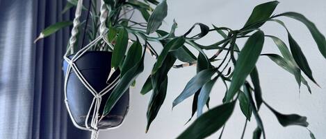 Una planta en maceta con un colgador de macramé, una lámpara blanca y una ventana con cortinas.