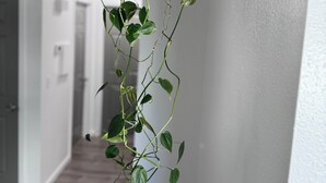 Una planta verde colgante en un pasillo de paredes blancas y suelo de madera.
