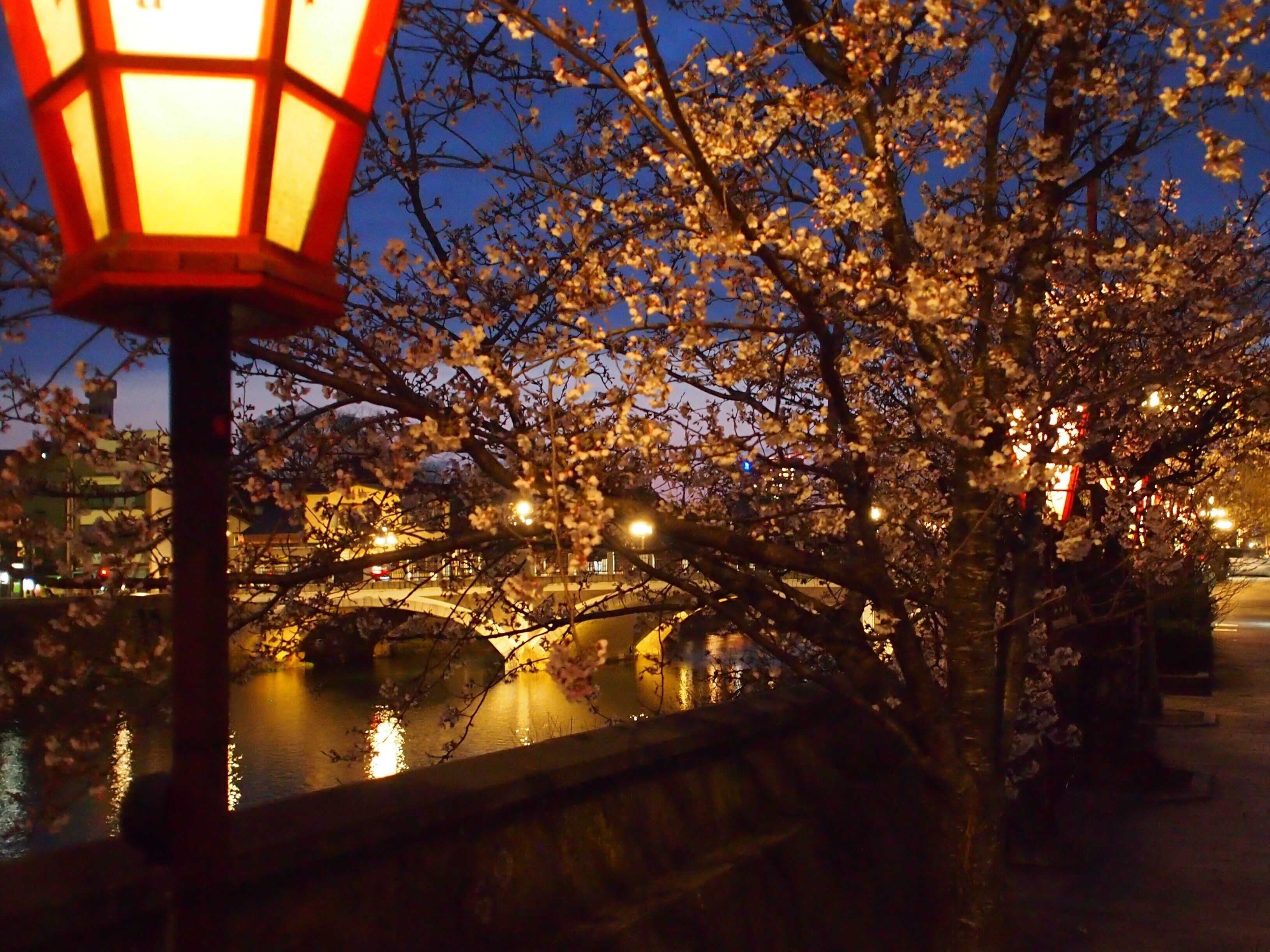 A night scene with cherry blossoms, a bridge, and a lit street lamp.