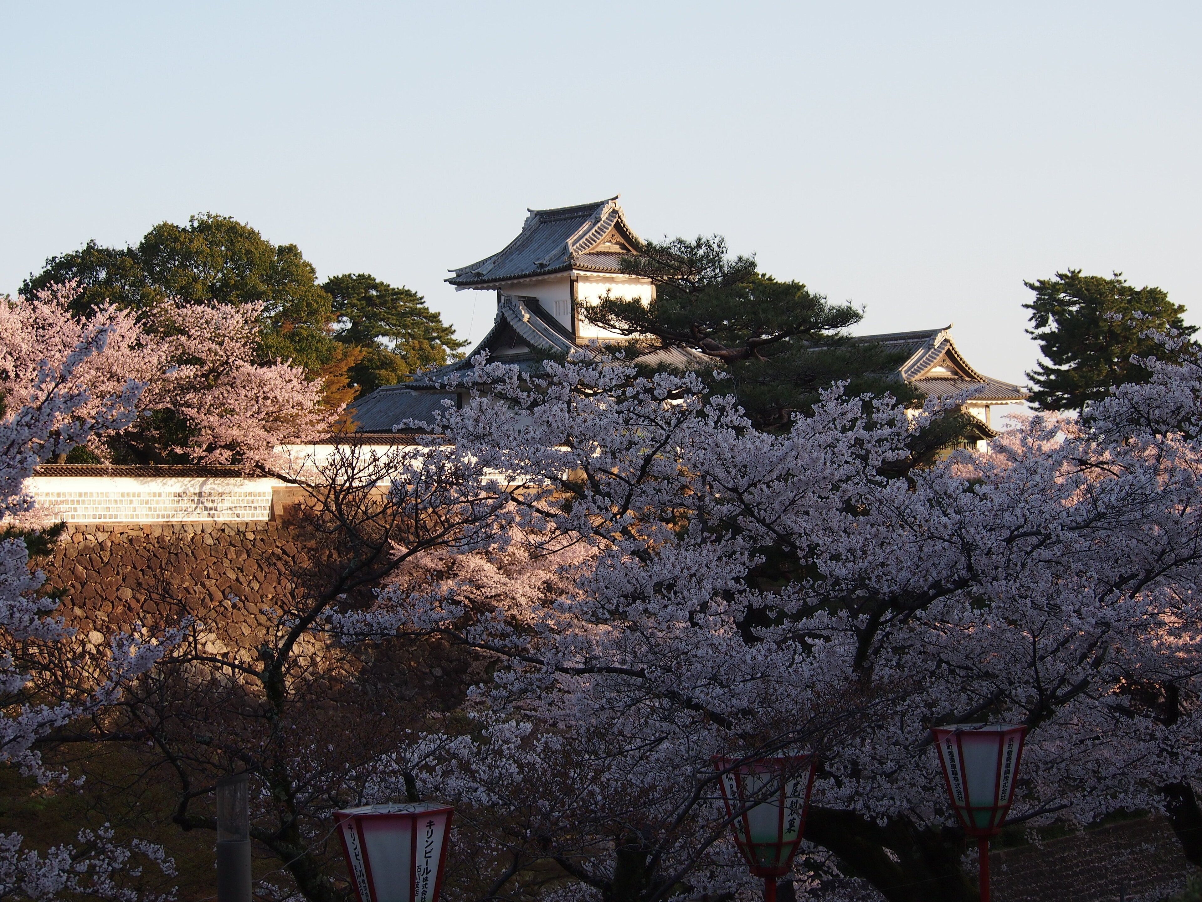 Um castelo japonês tradicional com cerejeiras em primeiro plano.