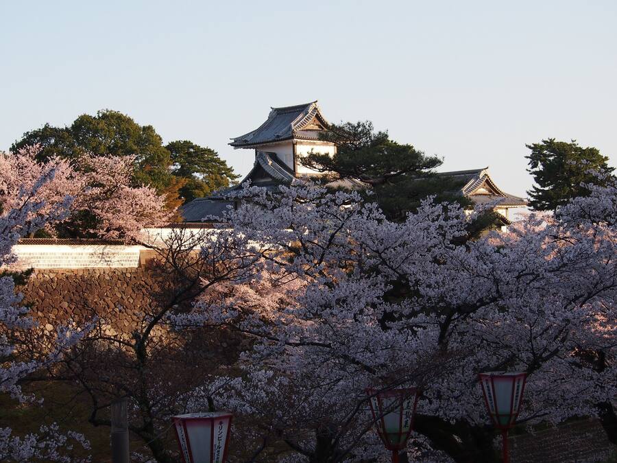Um castelo japonês tradicional com cerejeiras em primeiro plano.