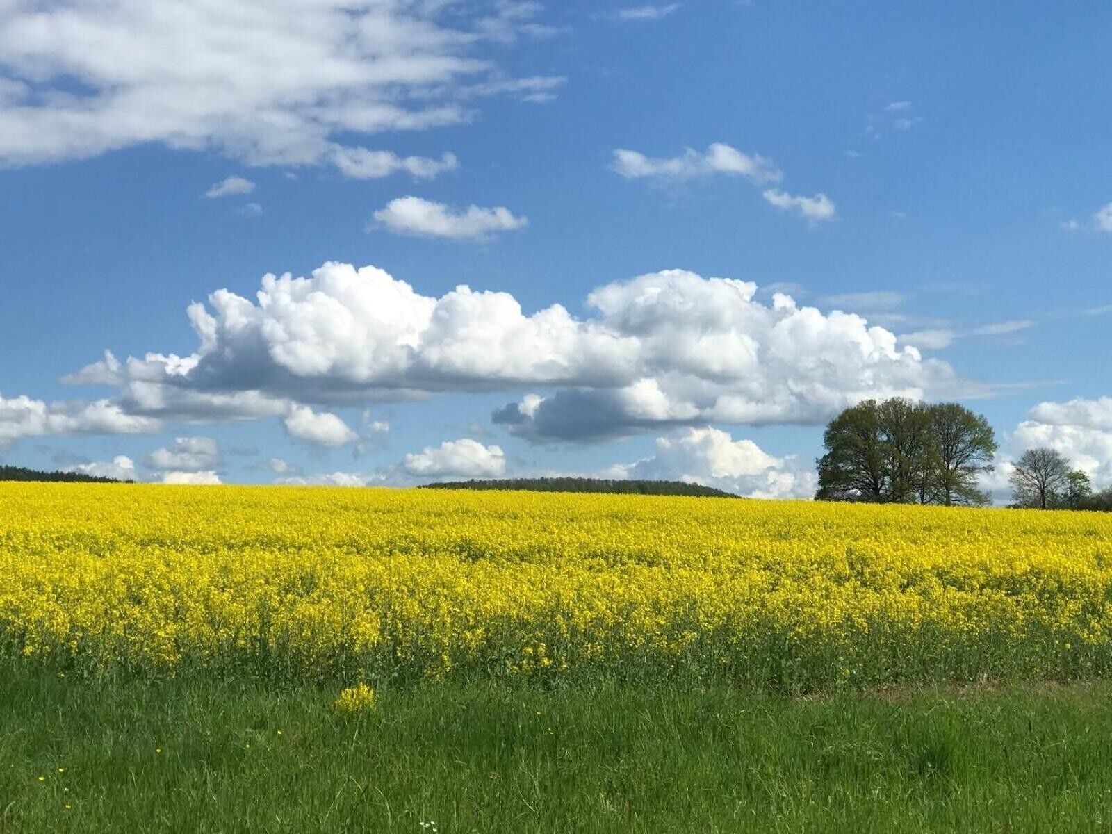 Ett fält med gula blommor under en blå himmel med moln.