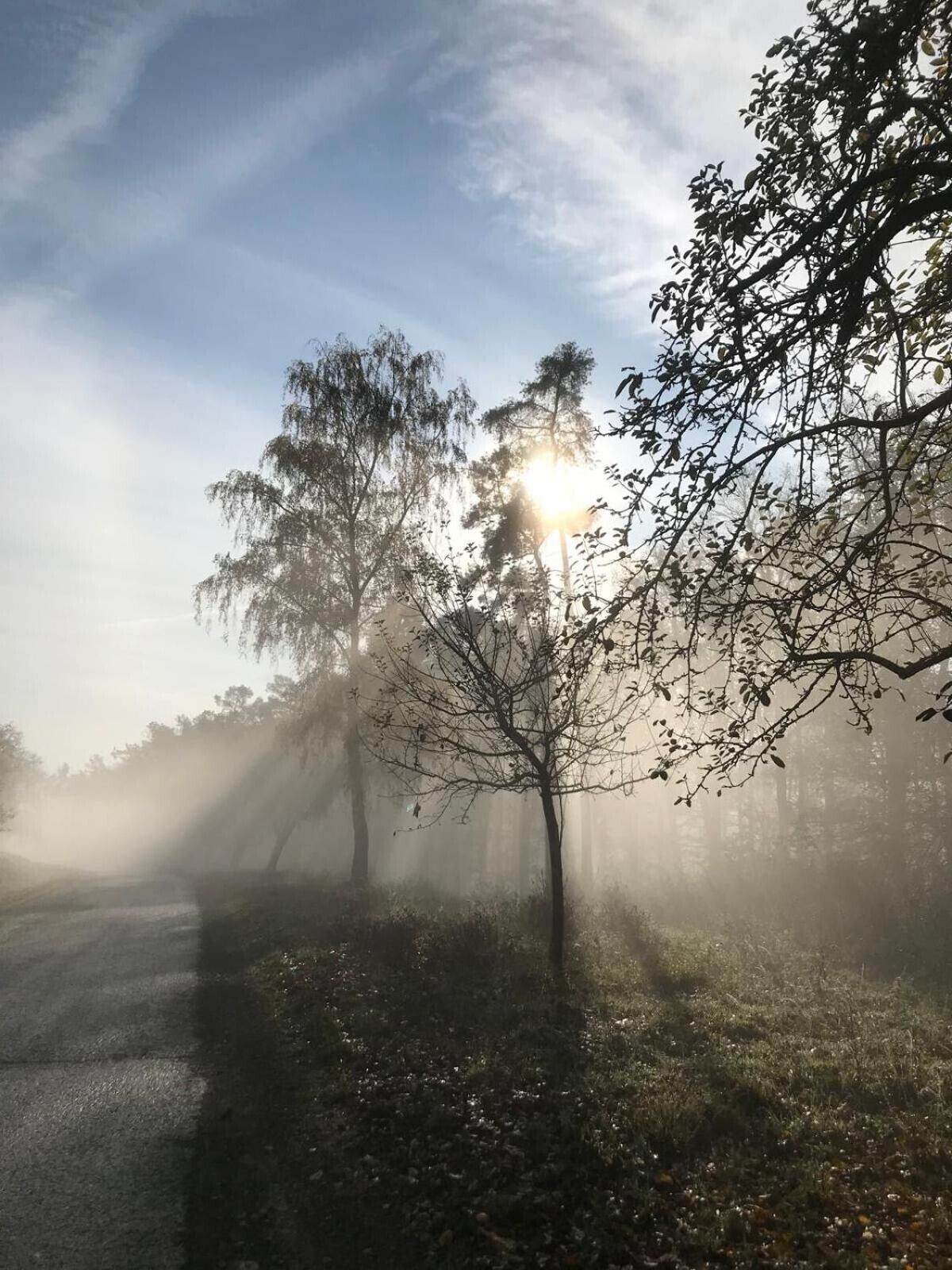 Eine neblige Straße mit Bäumen und Licht, das durch die Baumkronen scheint.