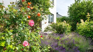 A garden with various plants and flowers, a white building, and a stone pathway. - Holiday Home 'Ferienhaus Christine lake constance north' with Private Terrace and Private Garden (Pfullendorf)