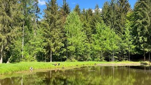 Ein ruhiger See, umgeben von dichtem Wald und blauem Himmel.