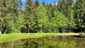 Ein ruhiger See, umgeben von dichtem Wald und blauem Himmel.
