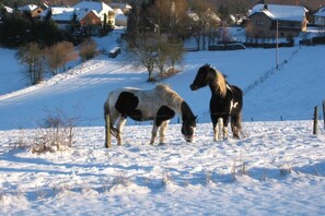 Sneeuw- en skisporten