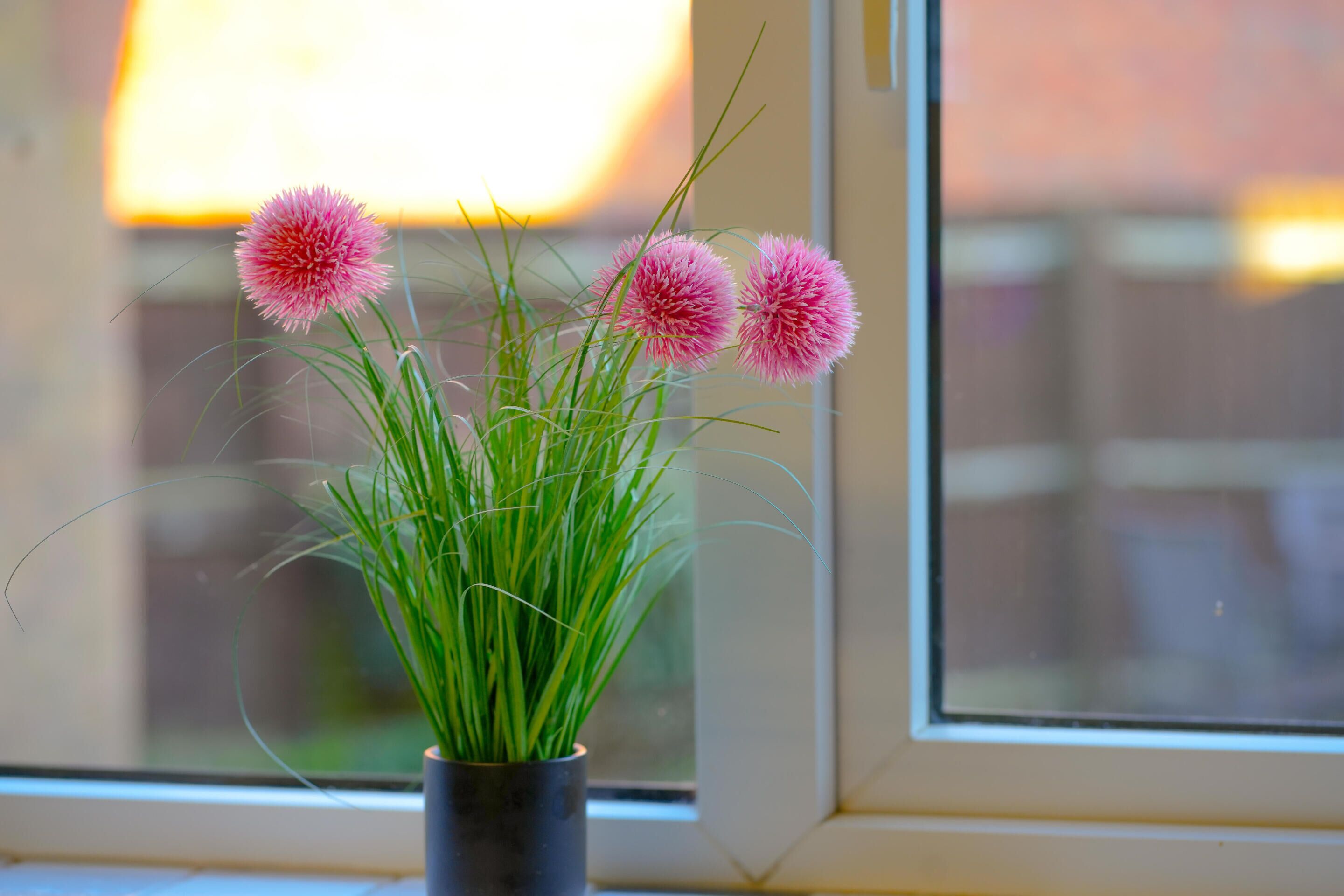 Een potplant met groen gras en roze, bolvormige bloemen op een vensterbank.