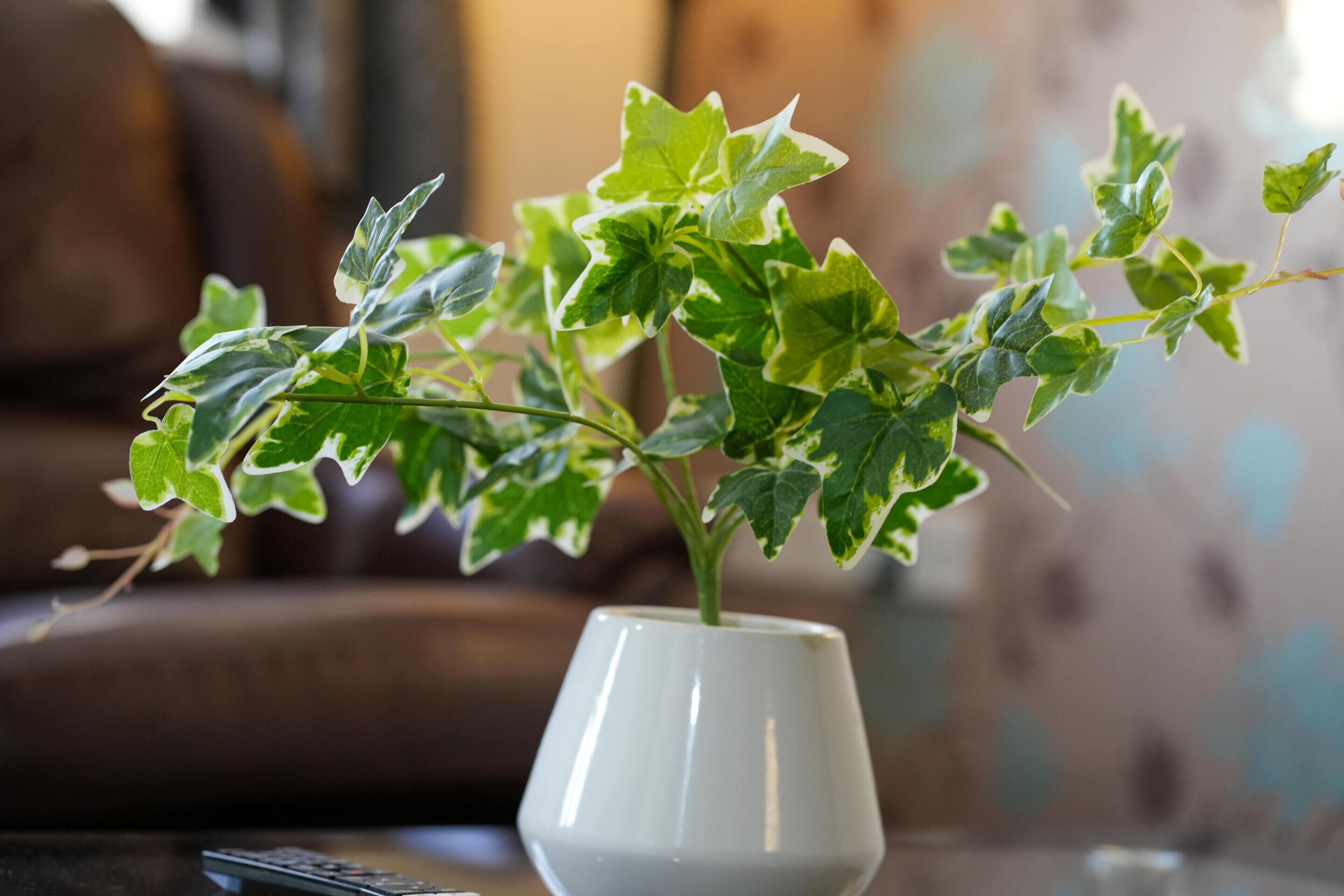 Un vase blanc avec une plante dessus, posé sur une table.