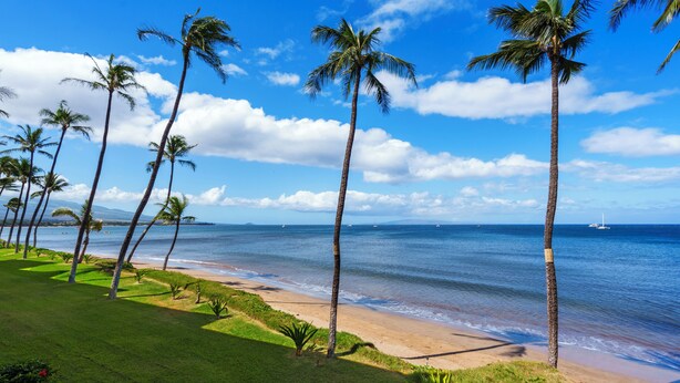 Una playa con palmeras y un cielo azul despejado.