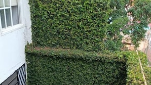 A concrete staircase with wooden handrails, surrounded by dense green hedges. - parrot house san antonio (Cali)