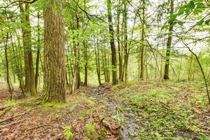 Uma floresta densa com árvores altas e terreno lamacento.