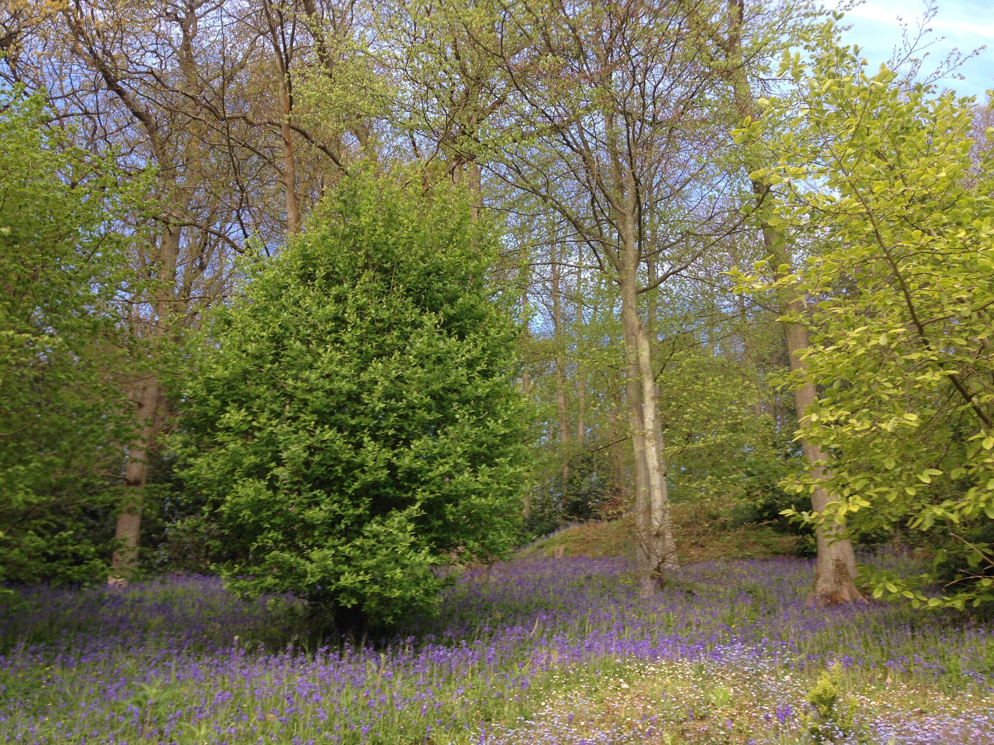 A forest with a variety of trees and a field of purple flowers.