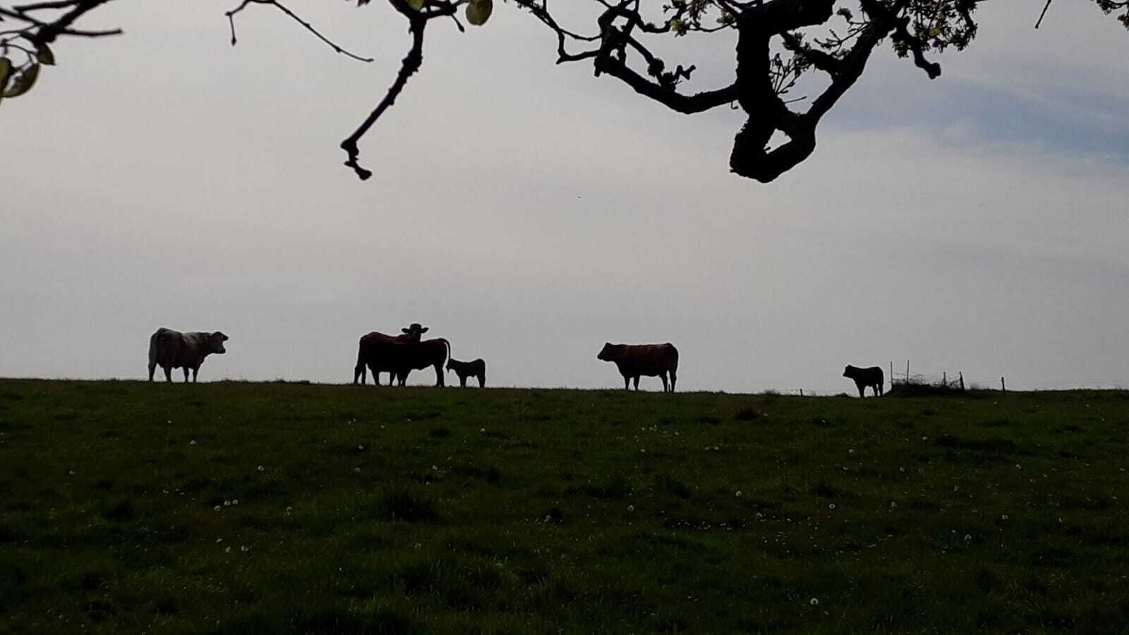 Un paysage rural avec des vaches qui paissent dans un champ d’herbe.