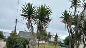 A coastal garden with palm trees, flowering plants, and a stone wall. - Maison Pour 6 Personnes, 150 m de la Mer, 4mn à Pied du Port de Pors Poulhan (Plozévet)