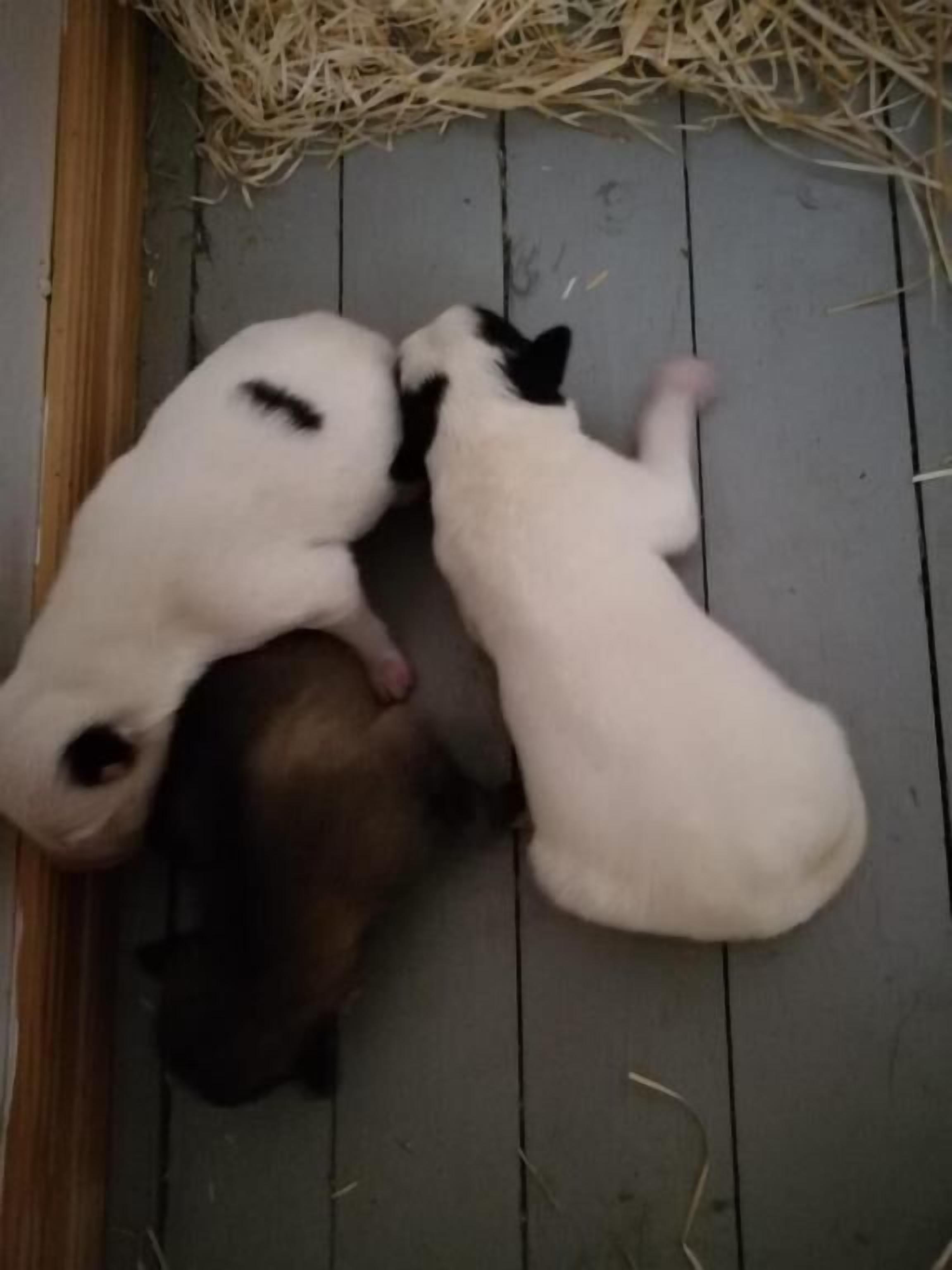 Tre valpar ligger på ett trägolv, omgivna av hö.