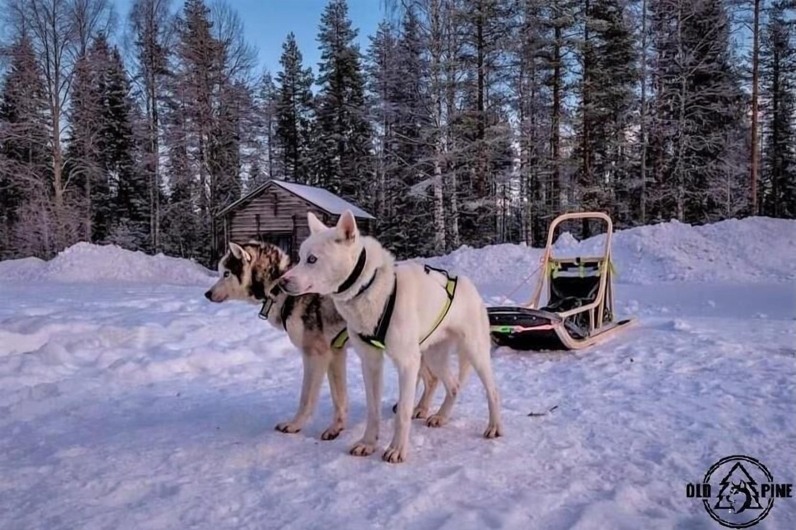 Dois cães de trenó presos a um trenó em uma floresta nevada.
