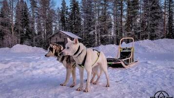 Dois cães de trenó presos a um trenó em uma floresta nevada.