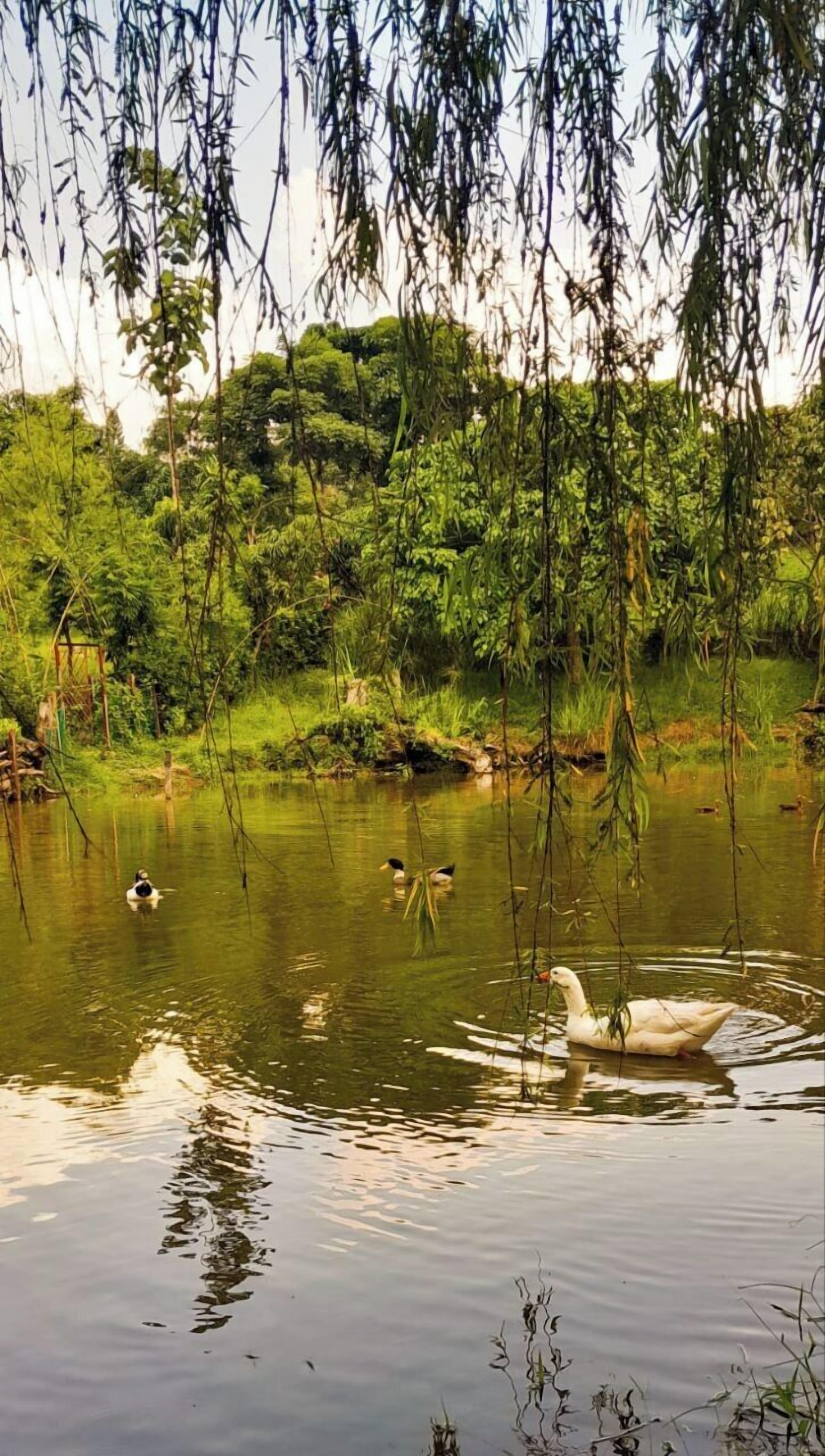 Lake