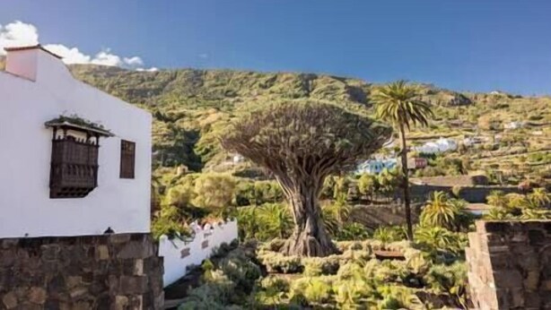 A building with a white facade and a stone base, surrounded by lush greenery and a palm tree. - Near the Drago in Icod (Icod de los Vinos)