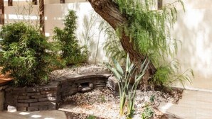 Ein Innenhof mit einem großen Baum, verschiedenen Pflanzen und einem gepflasterten Weg.