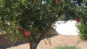 A tree with several red fruits, a concrete wall, and a clear sky.