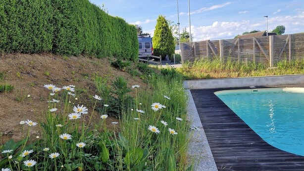 Ein Schwimmbecken mit Holzterrasse, eine Wiese mit Margeriten und ein Zaun.
