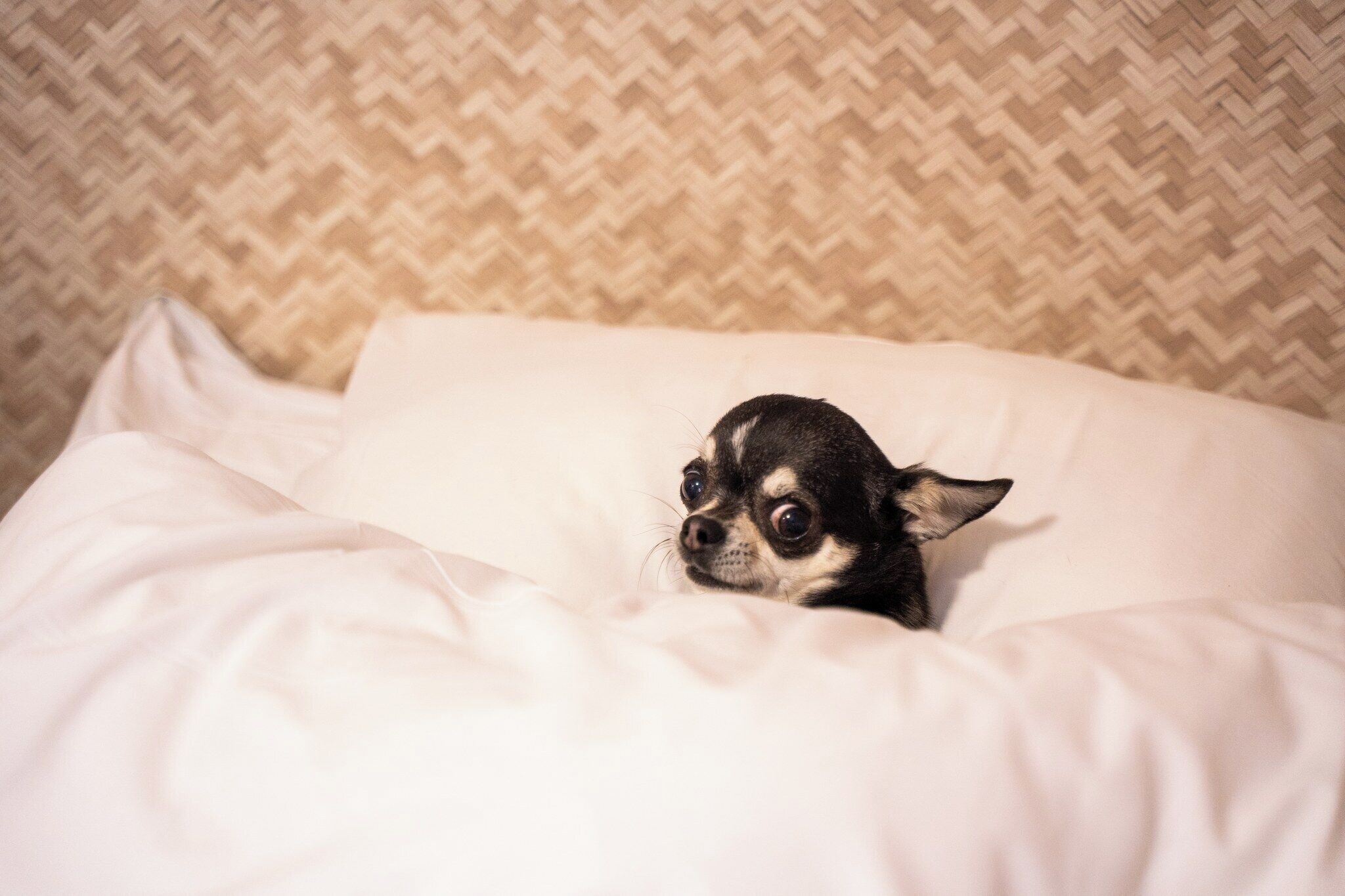Ein kleiner Hund lugt von einem Bett mit weißer Bettwäsche und einer gemusterten Wand im Hintergrund hervor.