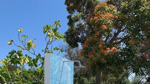 A blue-tiled shower enclosure with a metal showerhead, surrounded by a grassy garden and a tree with orange flowers. - Traditional Algarve home with private pool, air con & solar, near Praia Marinha (Lagoa)