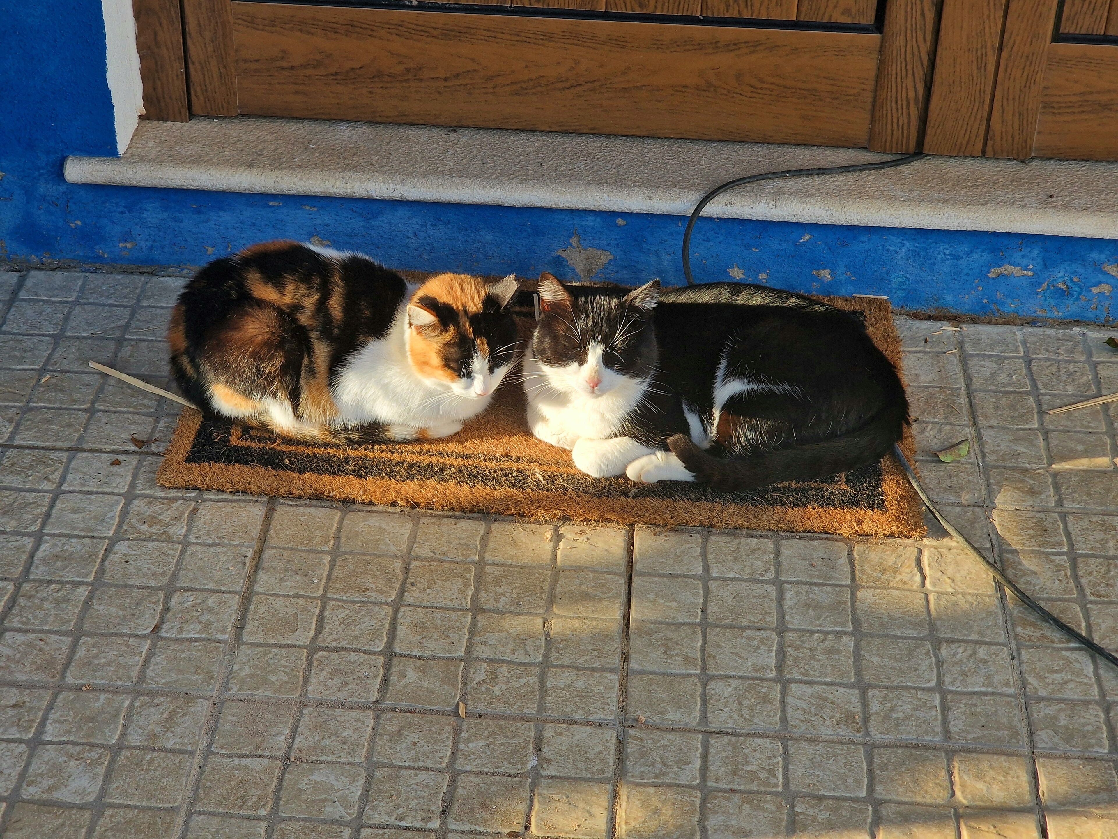 Twee katten rusten op een deurmat voor een gebouw met een blauwe muur en houten deur.