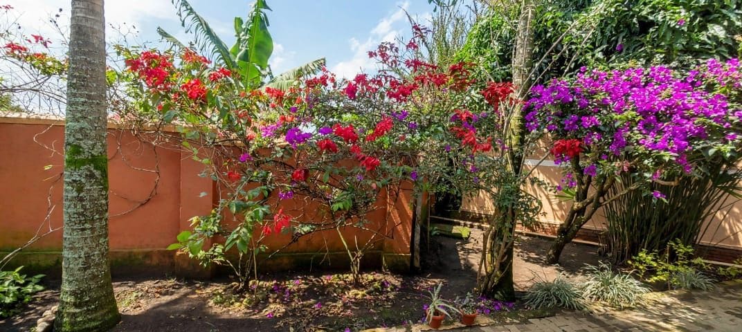 A garden with various plants and flowers, a tree, and a wall.