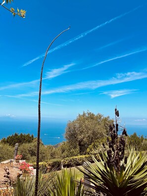 A coastal landscape with a clear sky, a tall palm tree, and a view of the sea.
