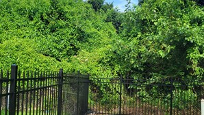 Un jardín vallado con césped verde y follaje denso.
