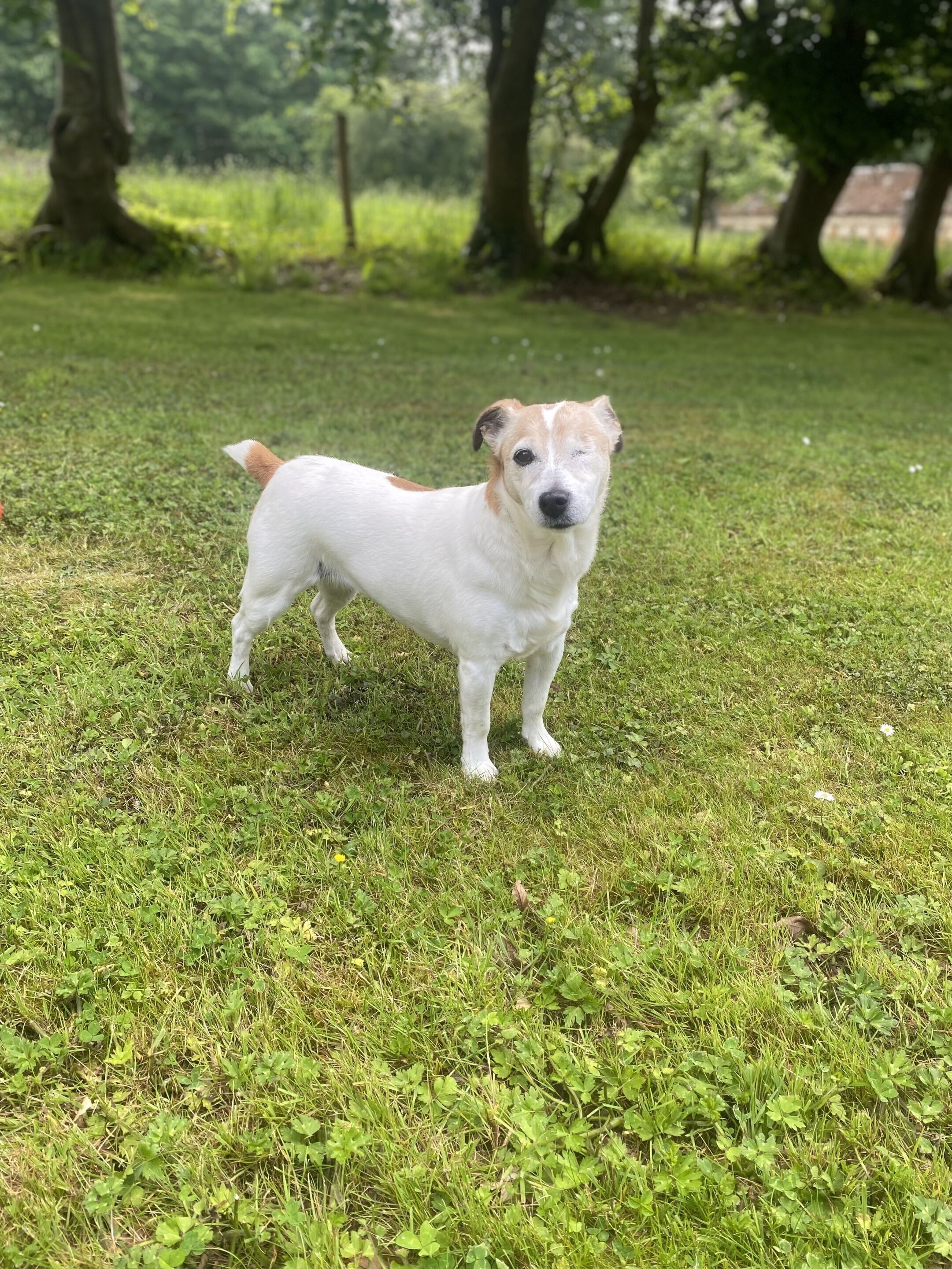 A dog standing on grass.