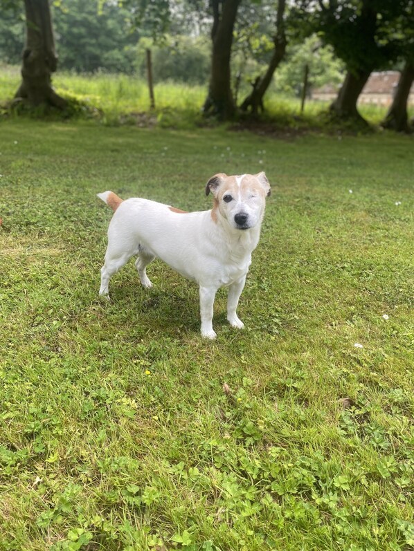 Un perro parado sobre césped.