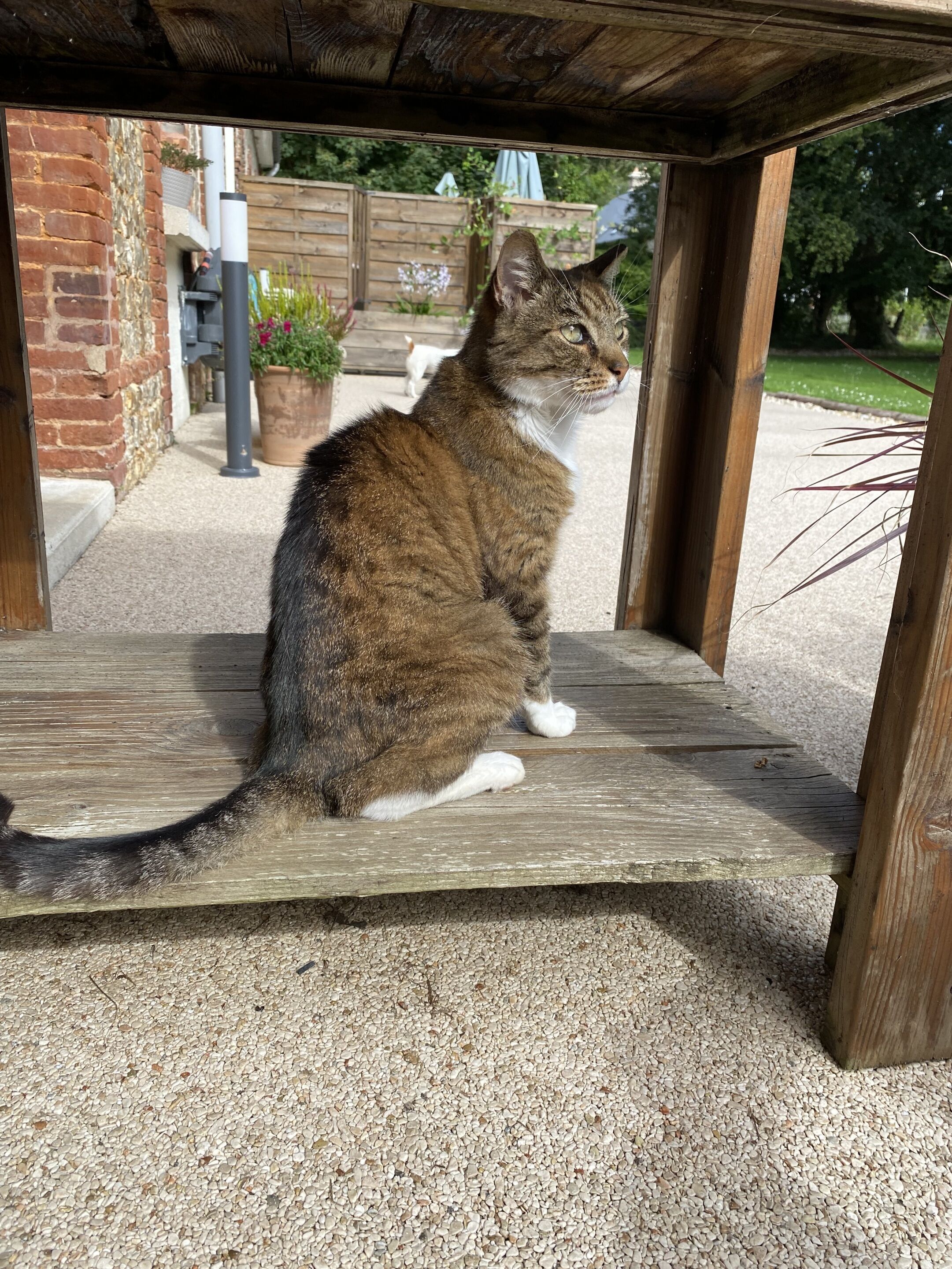 A cat sitting on a wooden bench outdoors.