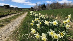 Un sendero de grava serpentea por un campo de narcisos bajo un cielo azul despejado.