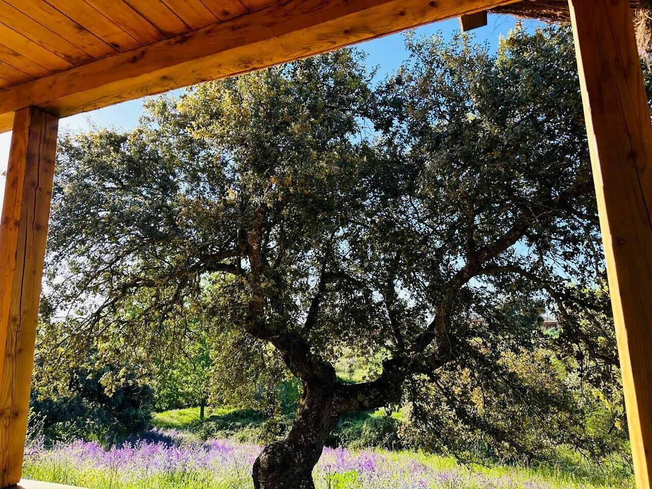 A wooden pergola structure with a view of a large tree and a field of purple flowers.