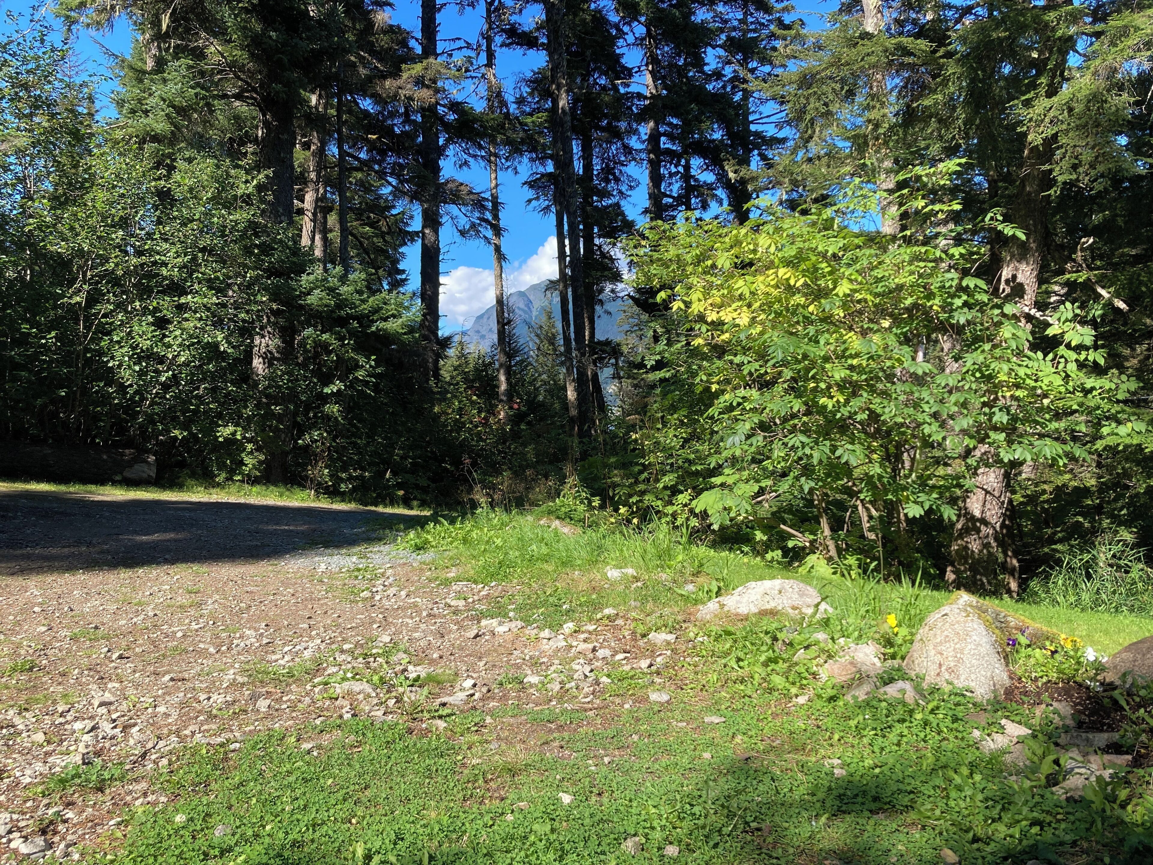 Une zone boisée avec un sentier de terre qui traverse une forêt dense et un sous-bois touffu.